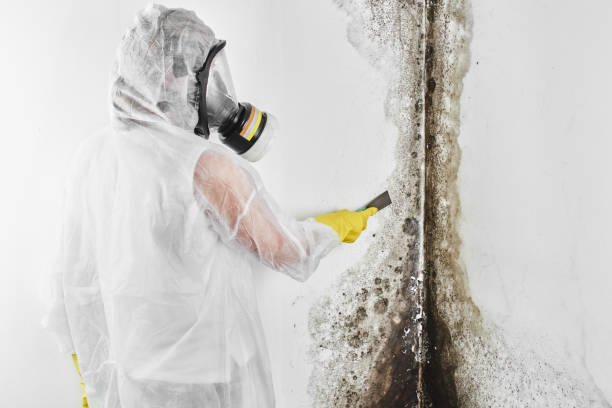 Best Mold Testing  in Gruver, TX