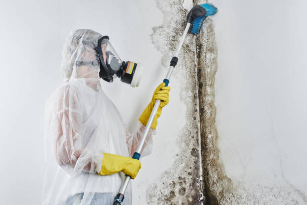 Best Mold Removal Near Me  in Gruver, TX