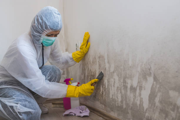 Mold Removal Process in Gruver, TX