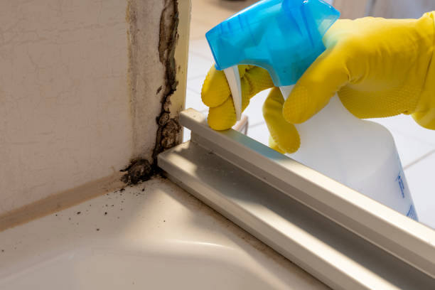 Best Residential Mold Removal  in Gruver, TX