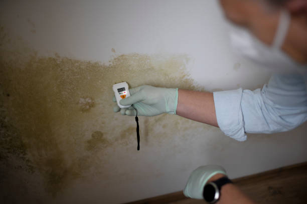 Best Attic Mold Removal  in Gruver, TX