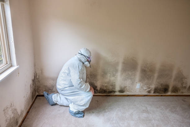 Best Fast Mold Removal  in Gruver, TX