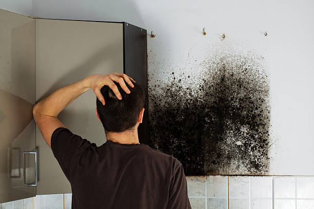 Best Professional Mold Removal  in Gruver, TX