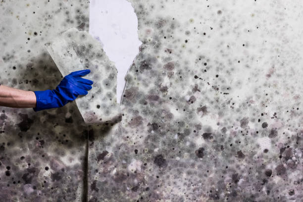 Best Attic Mold Removal  in Gruver, TX