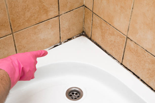 Best Mold Damage Repair  in Gruver, TX
